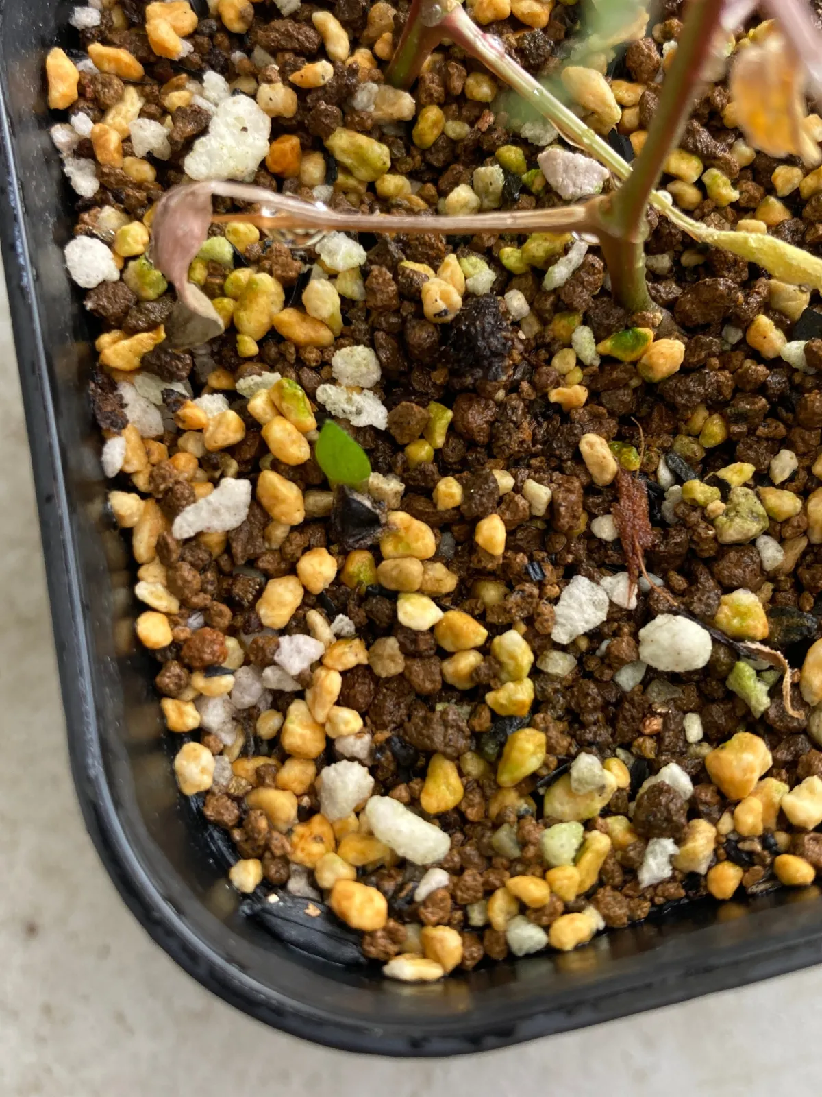 Aloe ferox (アロエ フェロックス)