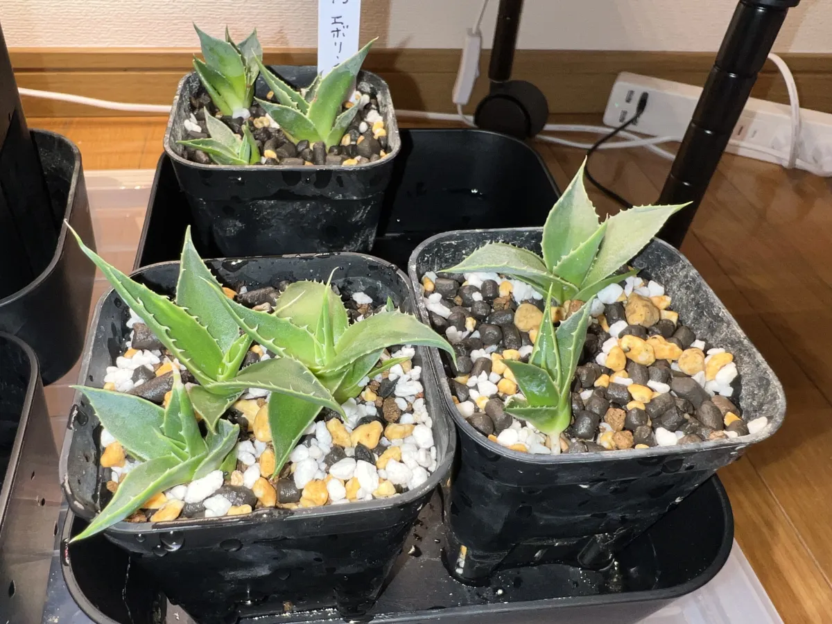 Agave utahensis var. eborispina (アガベ エボリスピナ ヘイフォード)