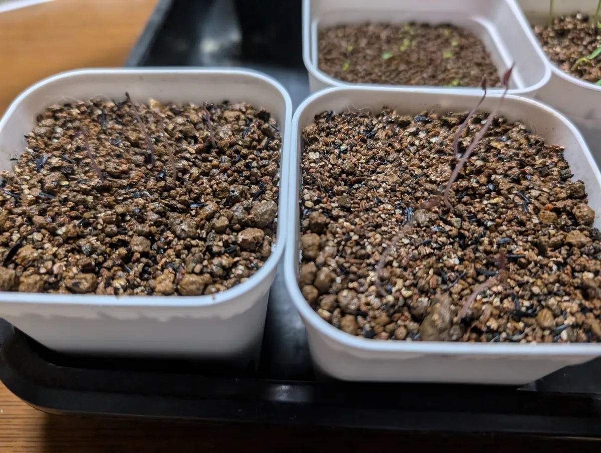 Dioscorea elephantipes (ディオスコレア エレファンティペス)