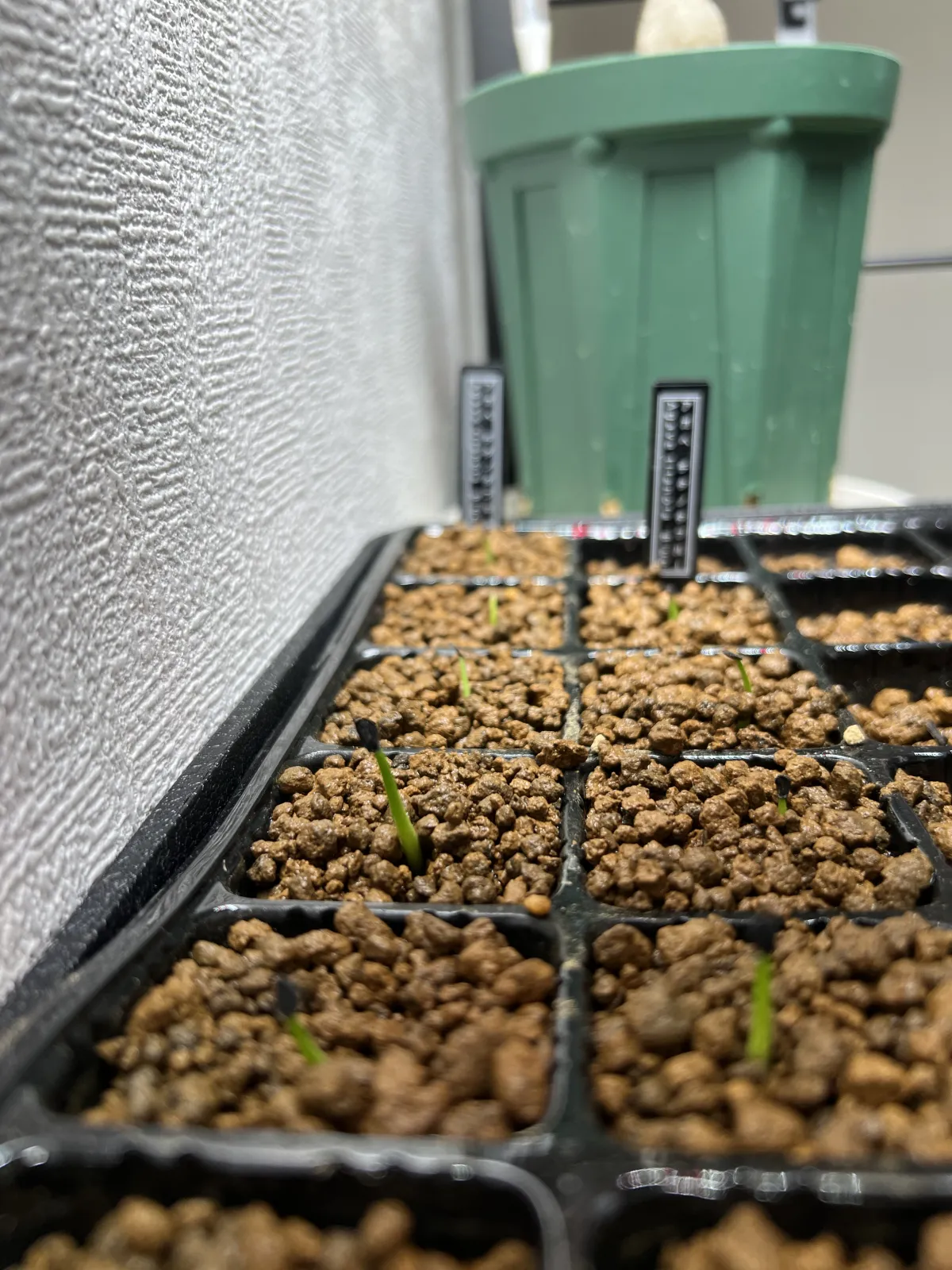 Agave titanota Blue Lot. (アガベ チタノタブルー)