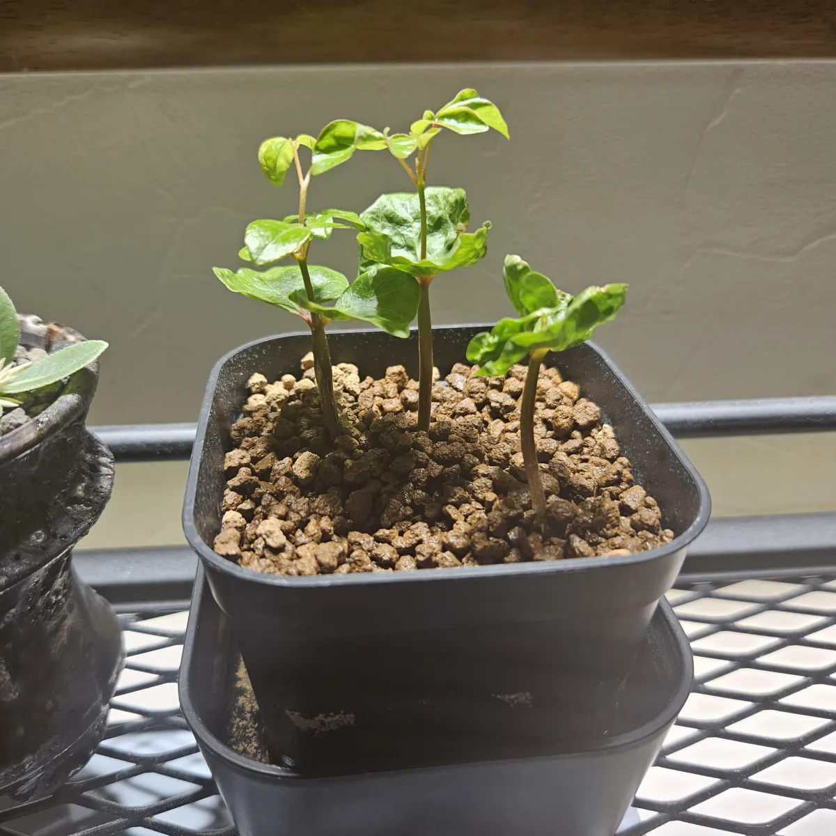 Commiphora monstruosa (コミフォラ モンストローサ)
