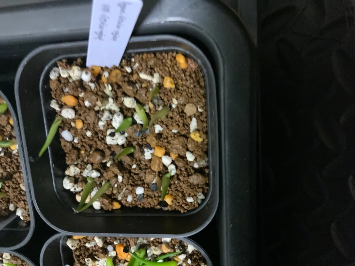 Agave victoriae-reginae ssp. victoriae-reginae (アガベ ビクトリアレジーナエ 笹の雪)