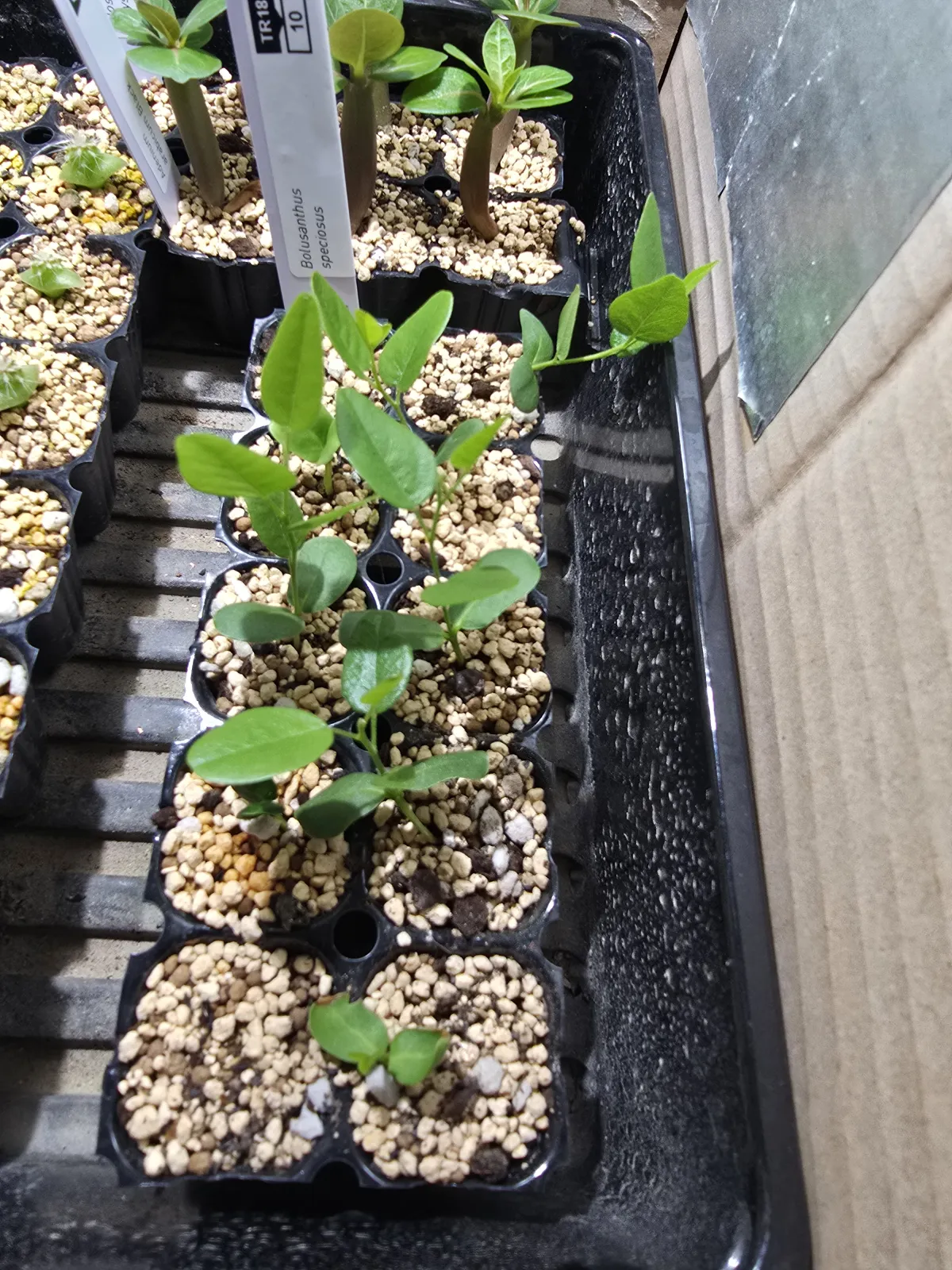 Bolusanthus speciosus (ボルサンサス スペシオサス)