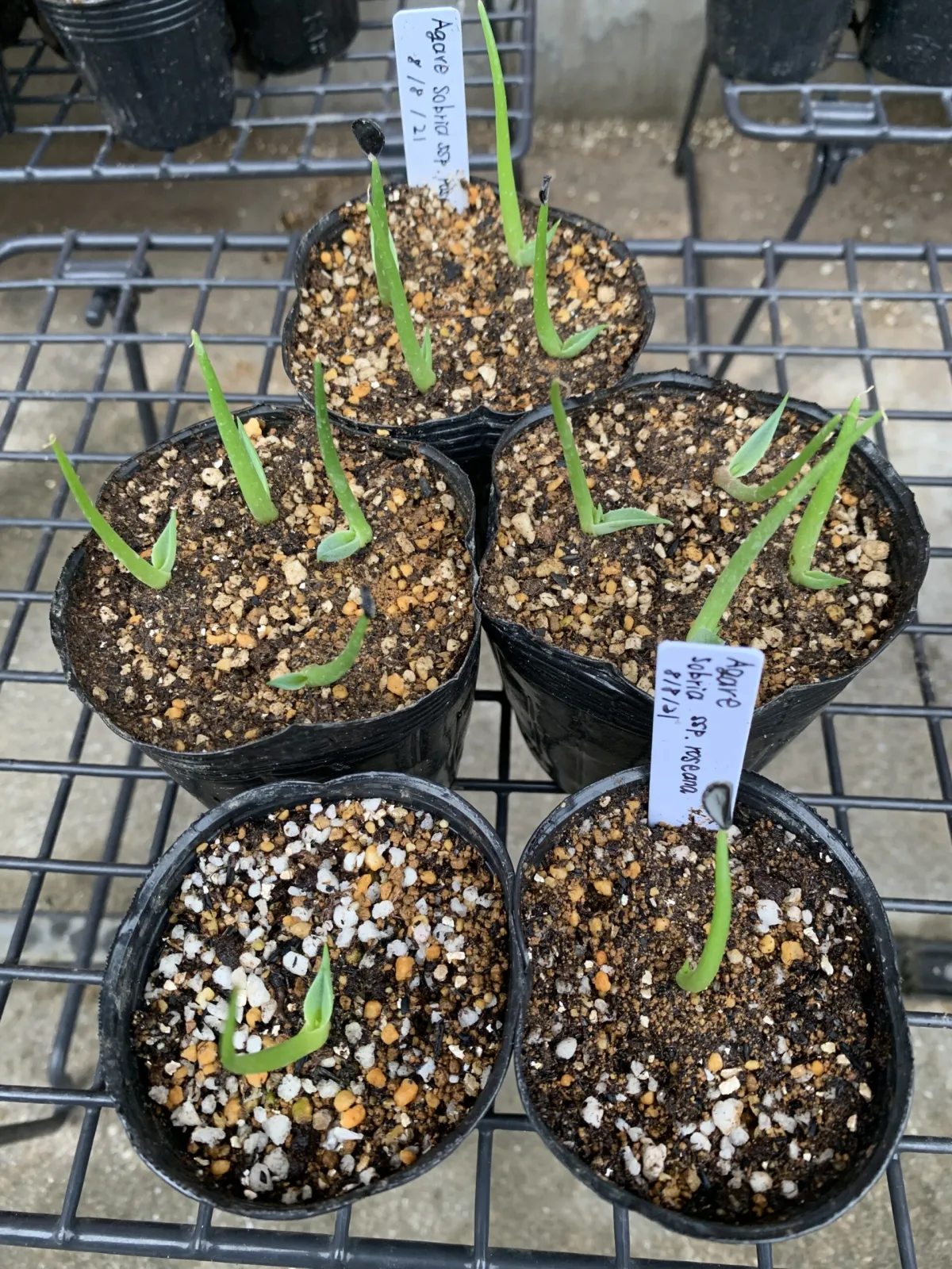 Agave sobria ssp. roseana (アガベ ソブリア ロゼアナ)