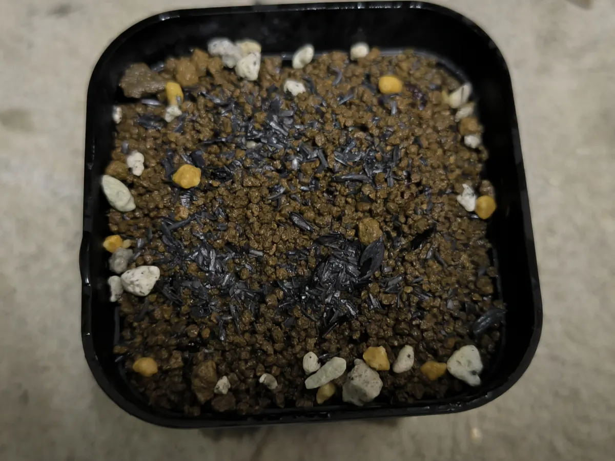 Adenia olaboensis var. green trunk (アデニア オラボエンシス グリーントランク)