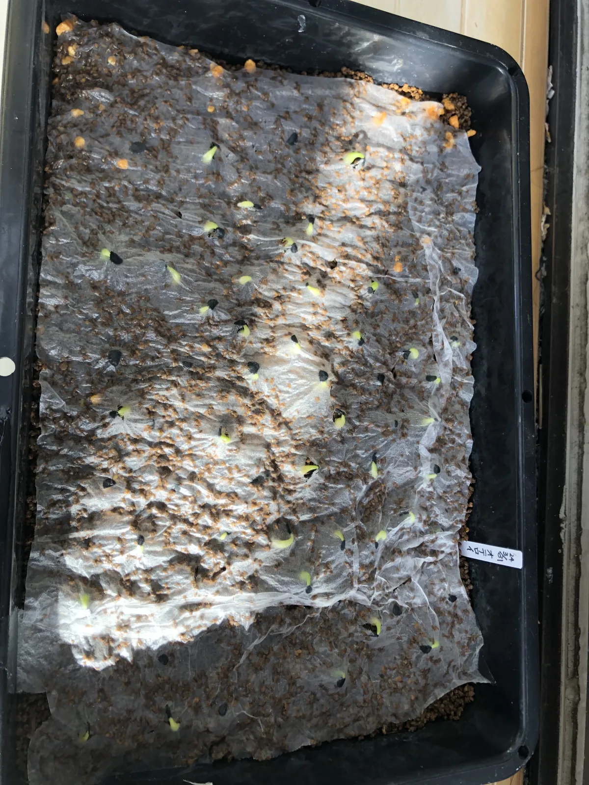 Agave oteroi Lot. (アガベ オテロイ)