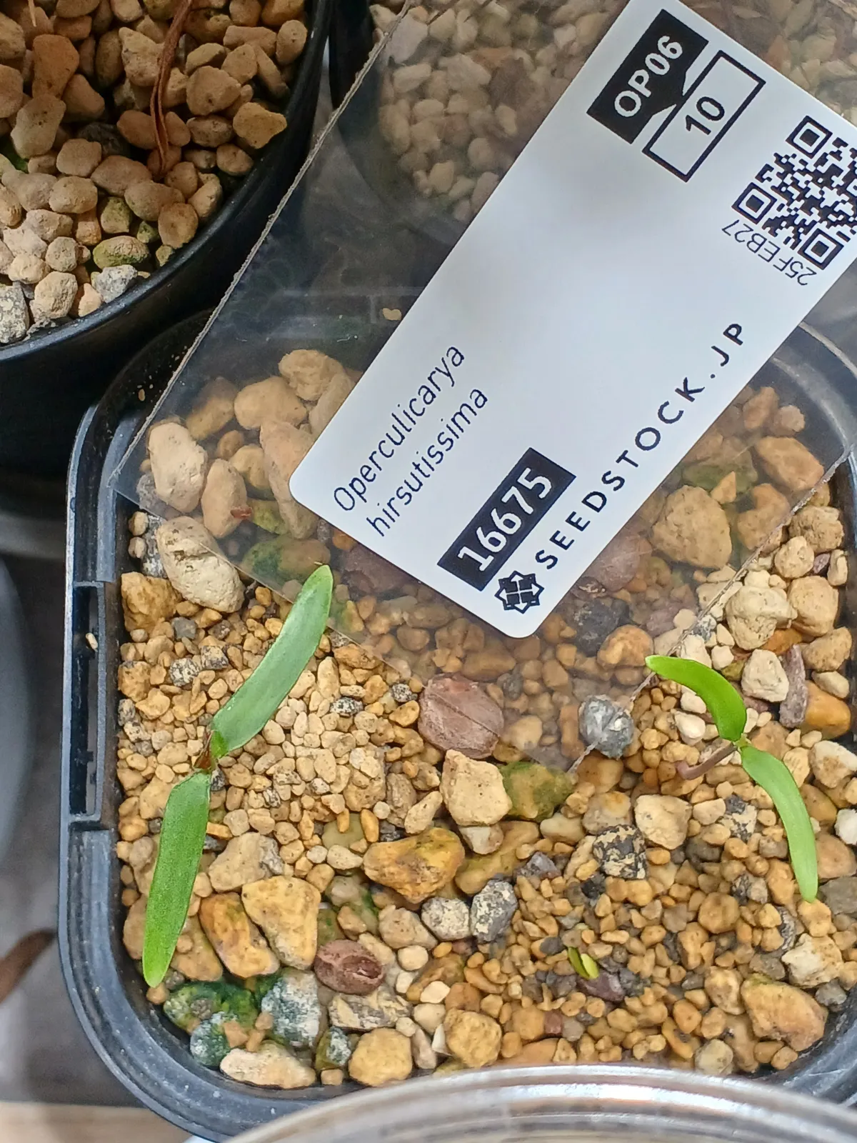 Operculicarya hirsutissima (オペルクリカリア ヒルスティッシマ)