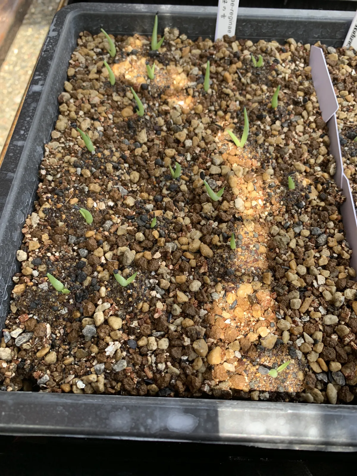 Agave victoriae-reginae ssp. victoriae-reginae (アガベ ビクトリアレジーナエ 笹の雪)