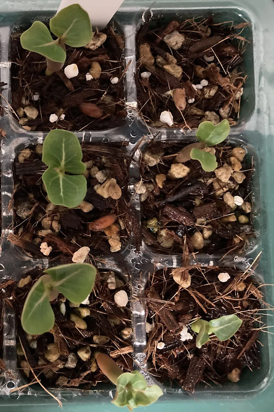 PNW Adenium arabicum phet na wang (アデニウム アラビカム)