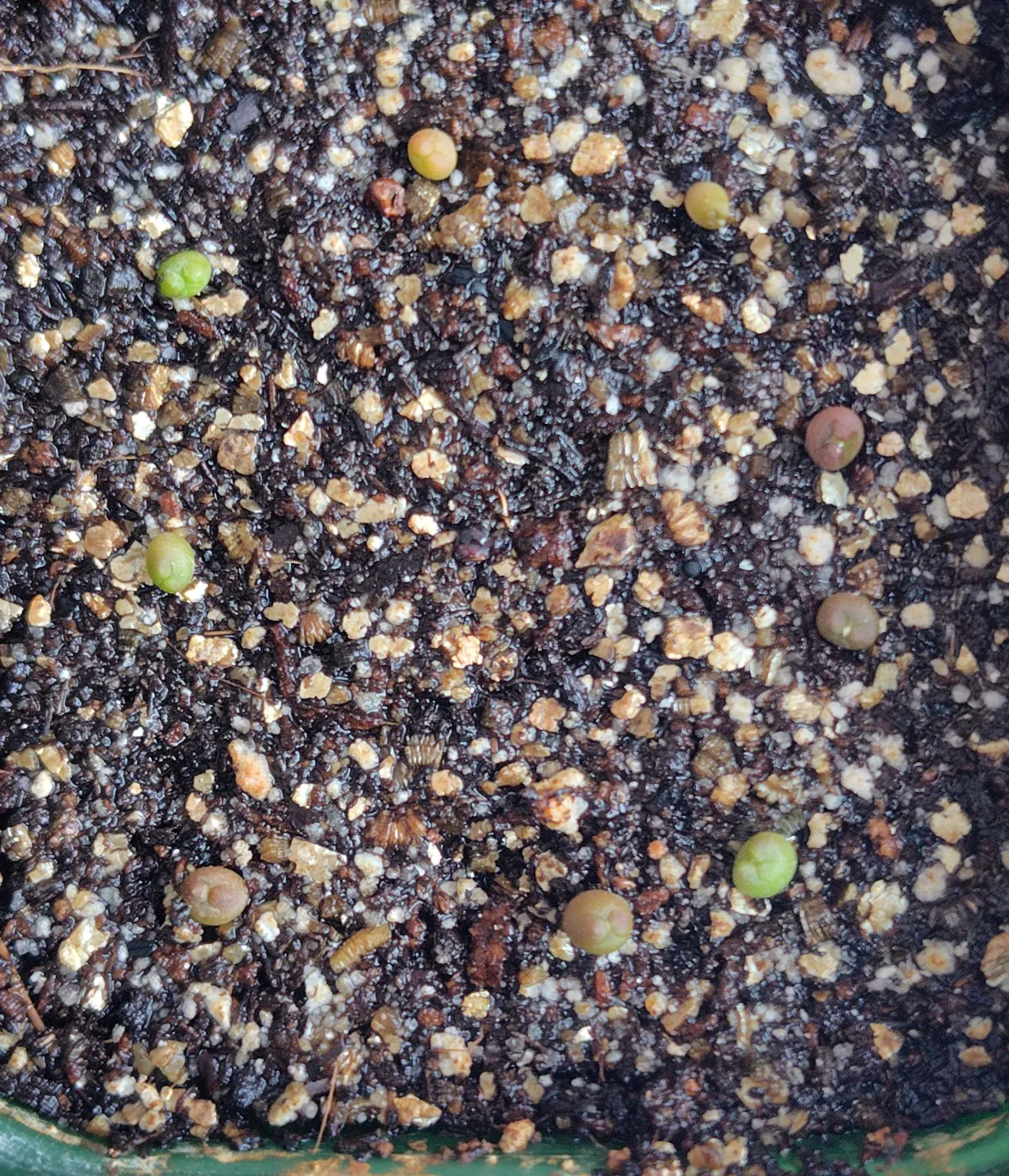 Astrophytum asterias gonzales (アストロフィツム ゴンザレス)