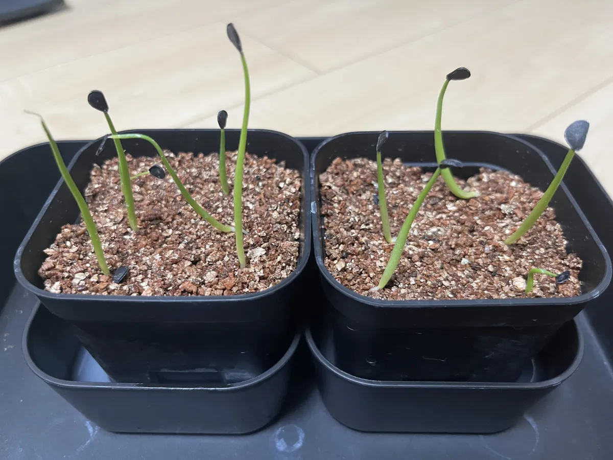 Agave oteroi Lot. (アガベ オテロイ)