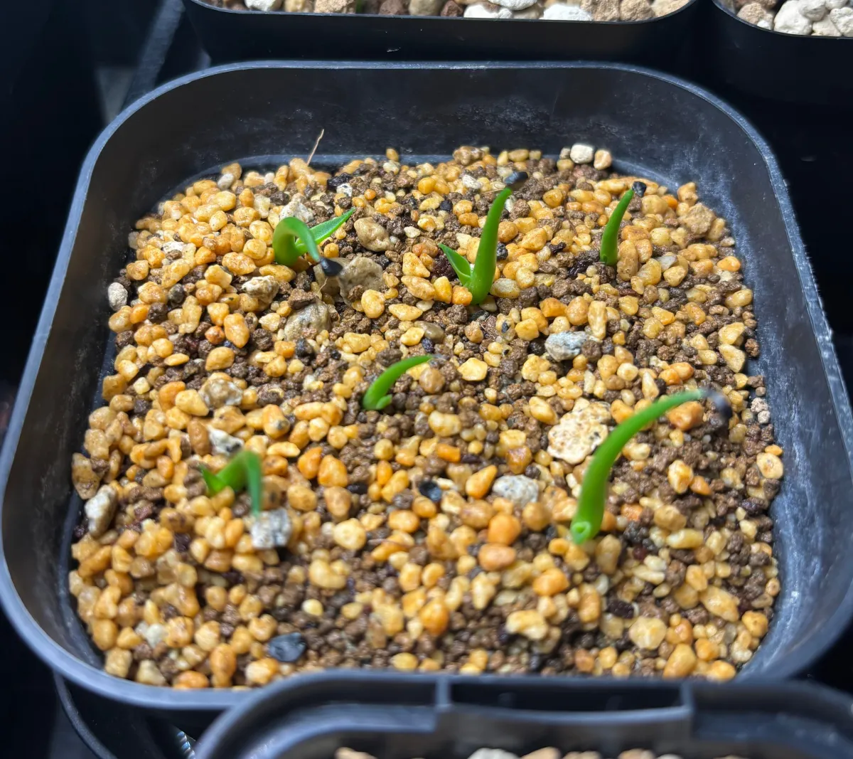 Agave utahensis var. eborispina Corkscrew (アガベ ユタエンシスコークスクリュー)