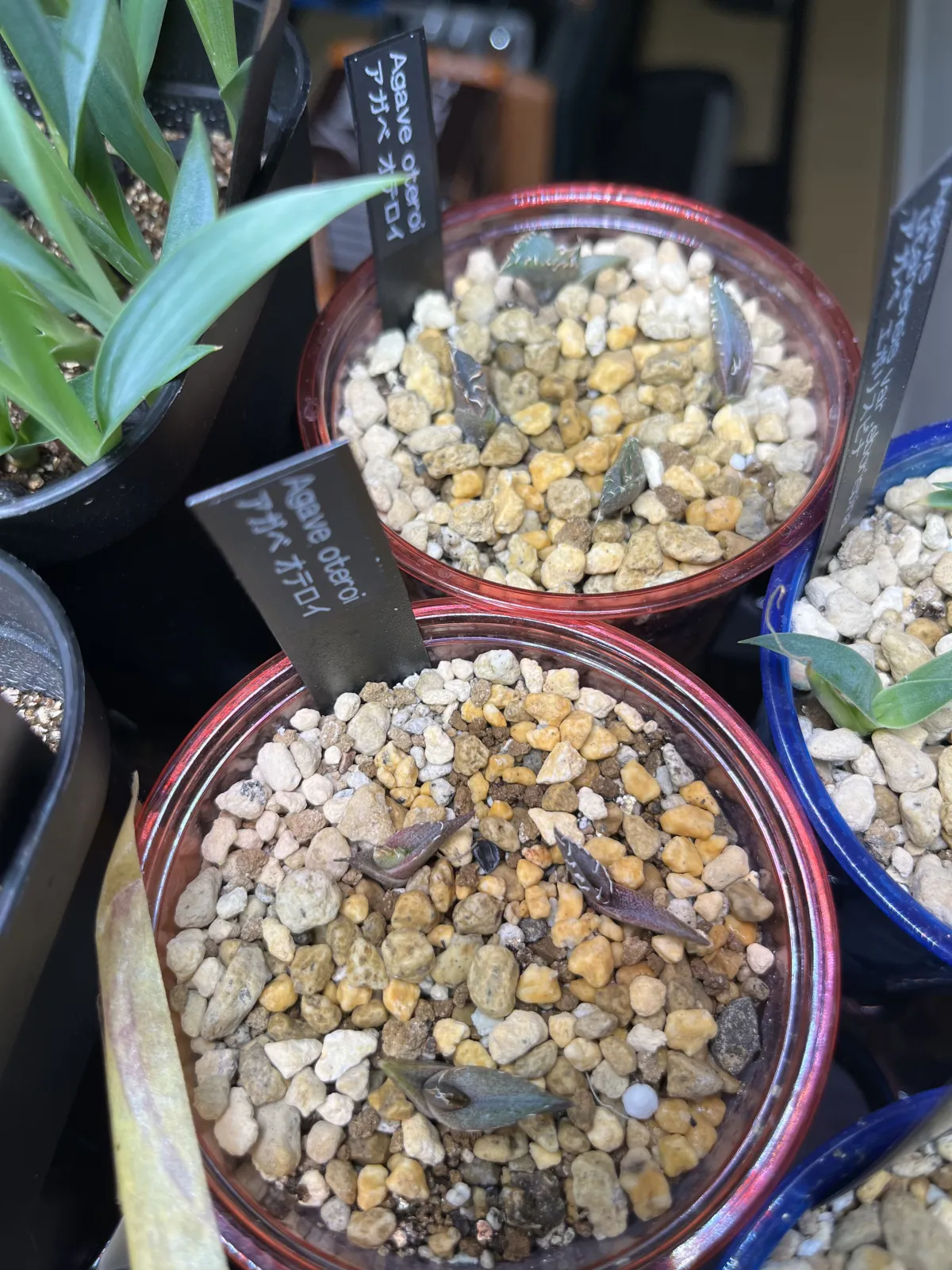 Agave oteroi Lot. (アガベ オテロイ)