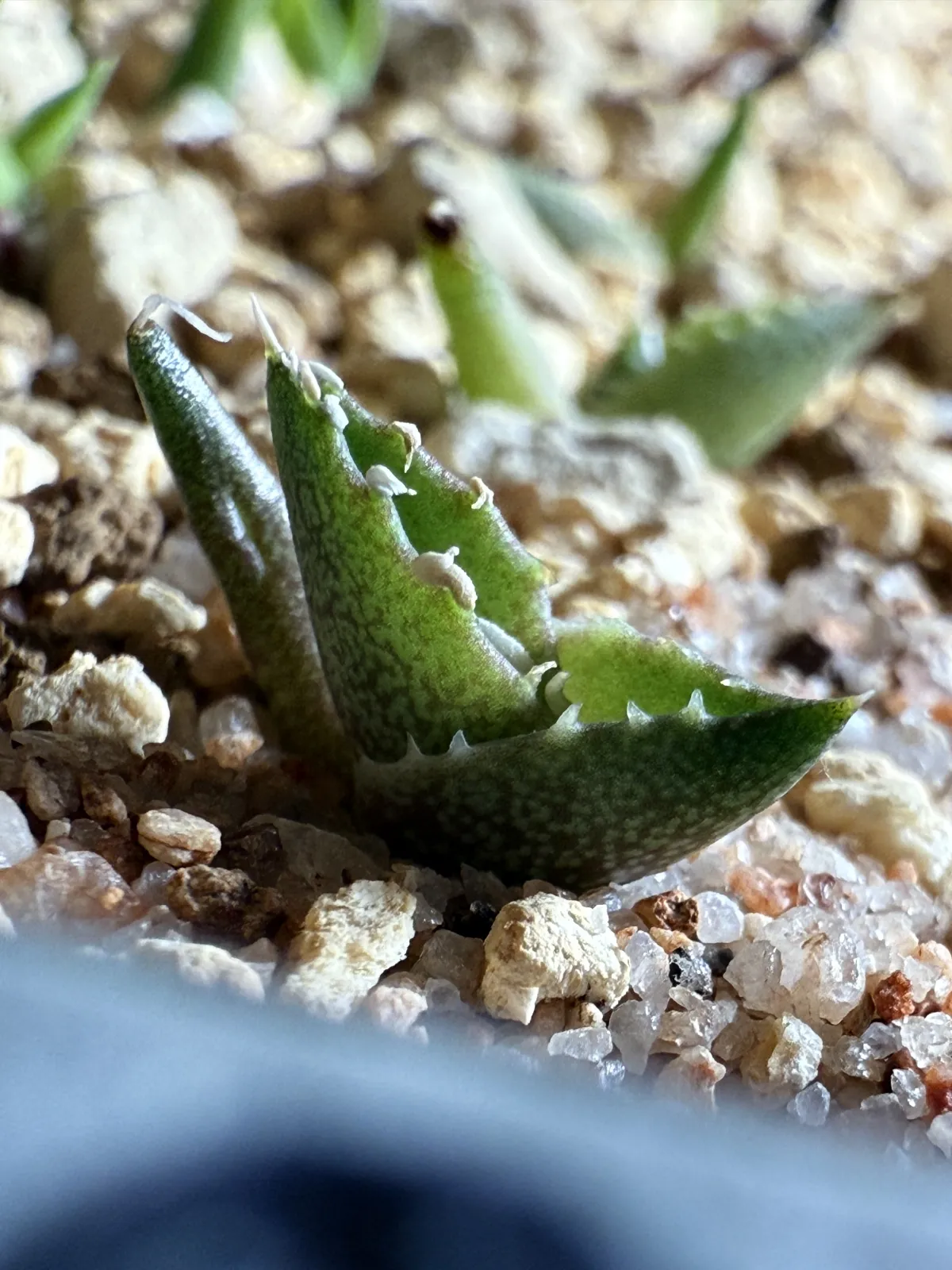 Agave horrida Chocolate Thorns (アガベ ホリダ チョコレートソーン)
