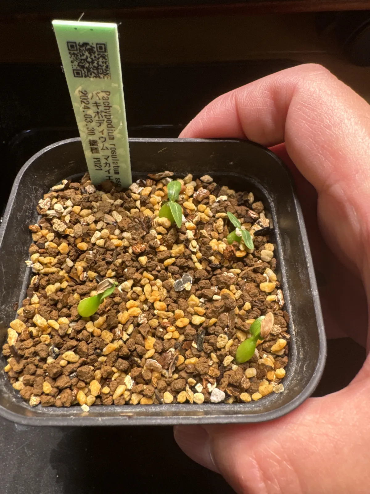 Pachypodium rosulatum ssp. makayense (パキポディウム マカイエンセ)