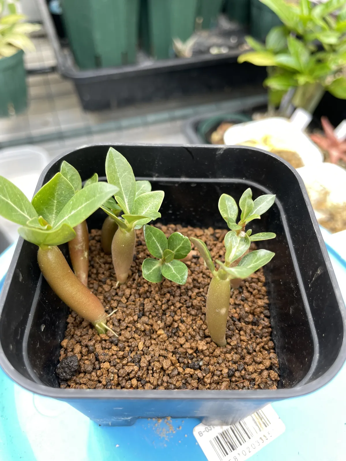Adenium arabicum rachine (アデニウム アラビカム ラシニー)