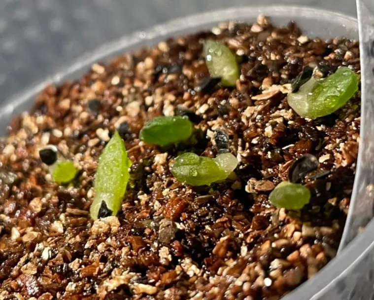 Aloe microstigma (アロエ ミクロスティグマ)