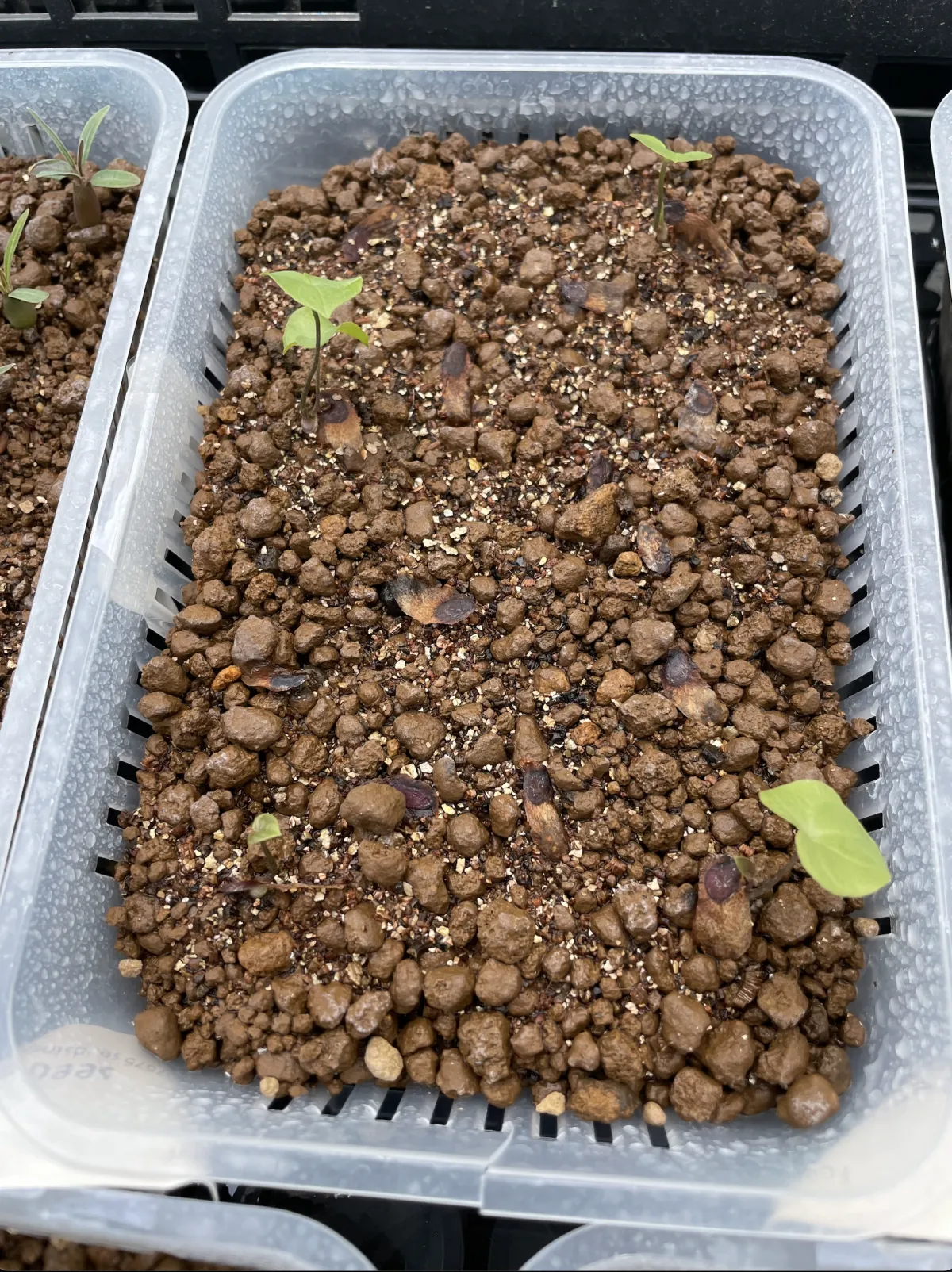 Dioscorea elephantipes (ディオスコレア エレファンティペス)