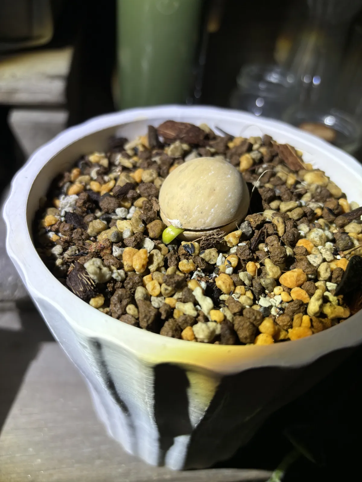 Cycas cairnsiana (サイカス カイルンシアナ)