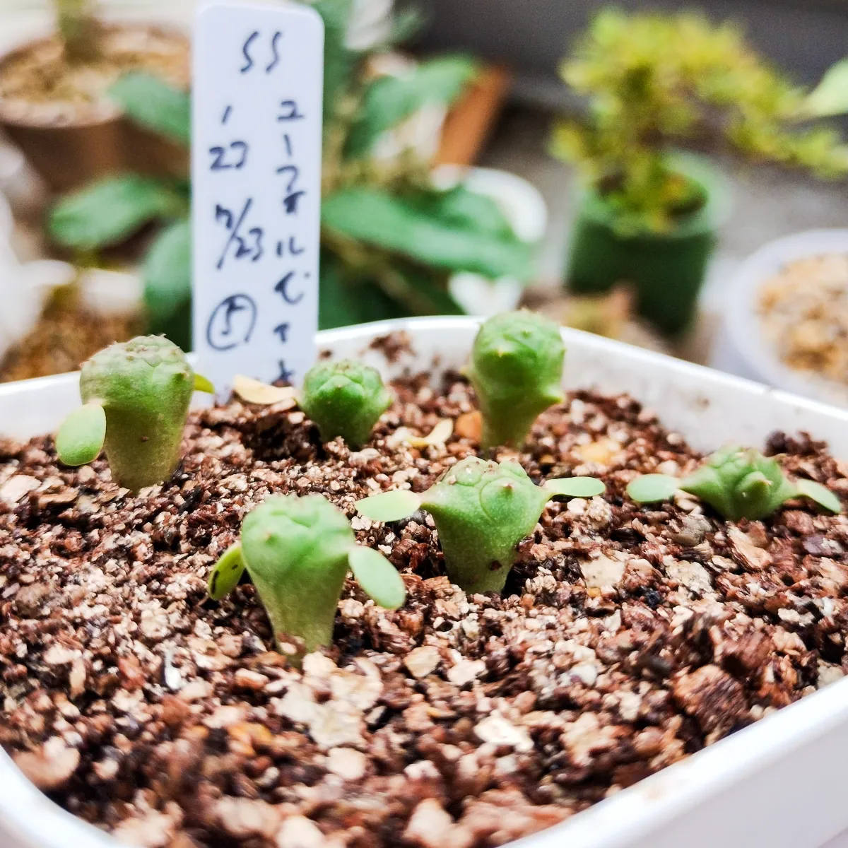 Euphorbia obesa (ユーフォルビア オベサ)