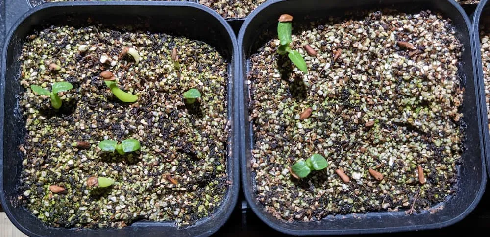 Pachypodium densiflorum var. densiflorum (パキポディウム デンシフローラム)