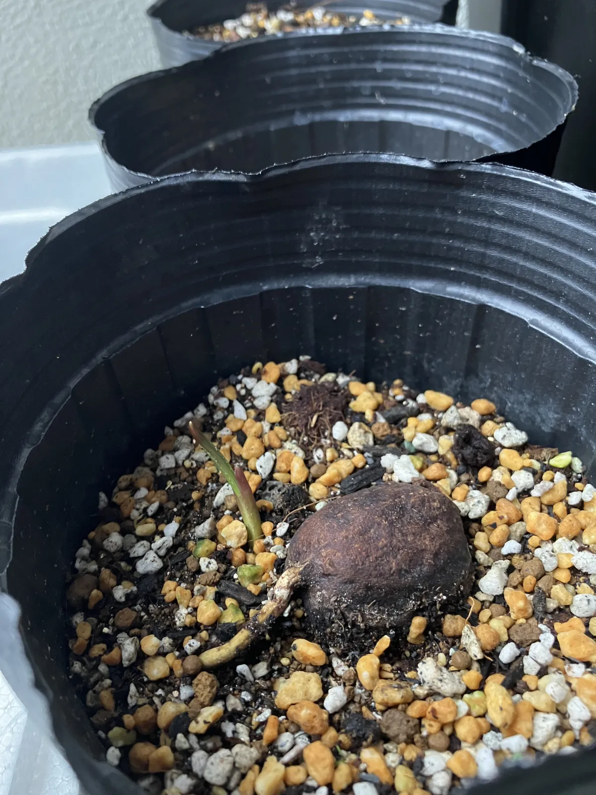 Bismarckia nobilis Silver (ビスマルキア ノビリス シルバー)