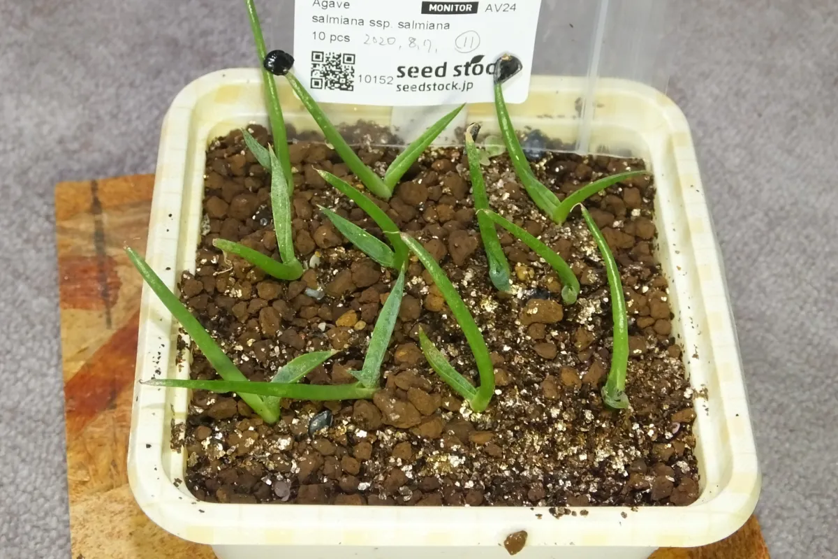 Agave salmiana ssp. salmiana (アガベ サルミアナ)