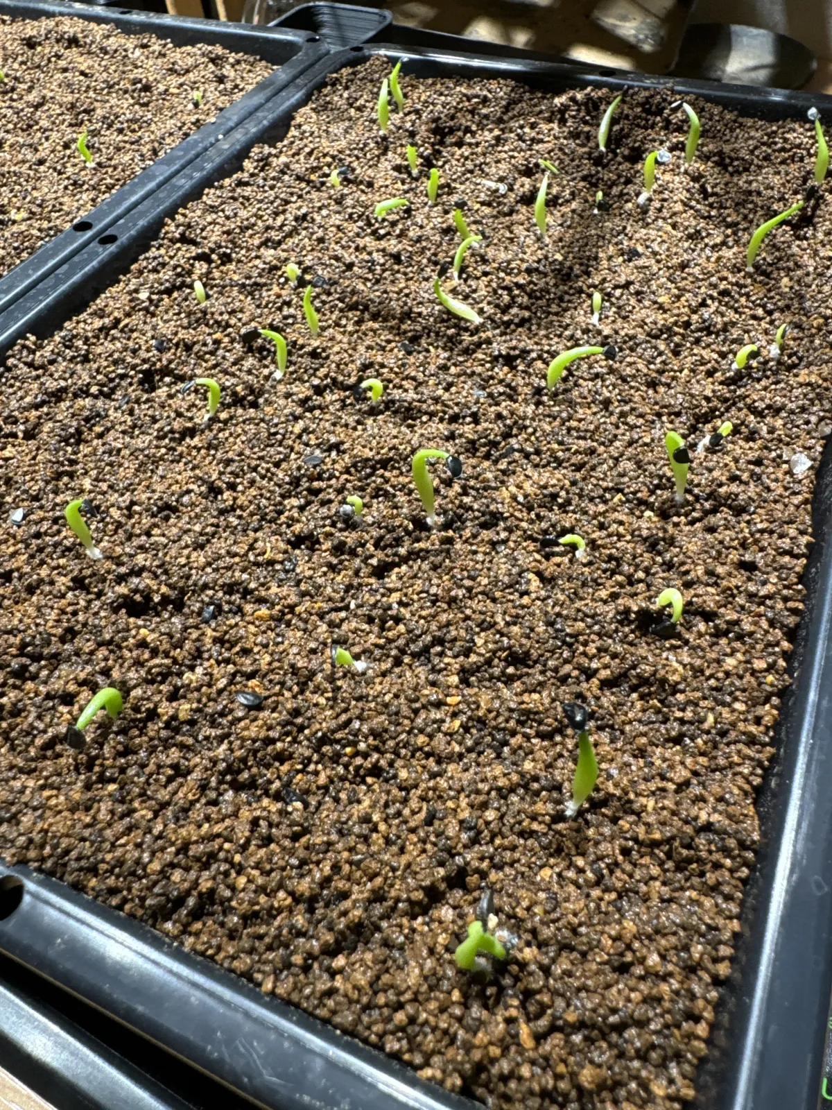 Agave oteroi Lot. (アガベ オテロイ)