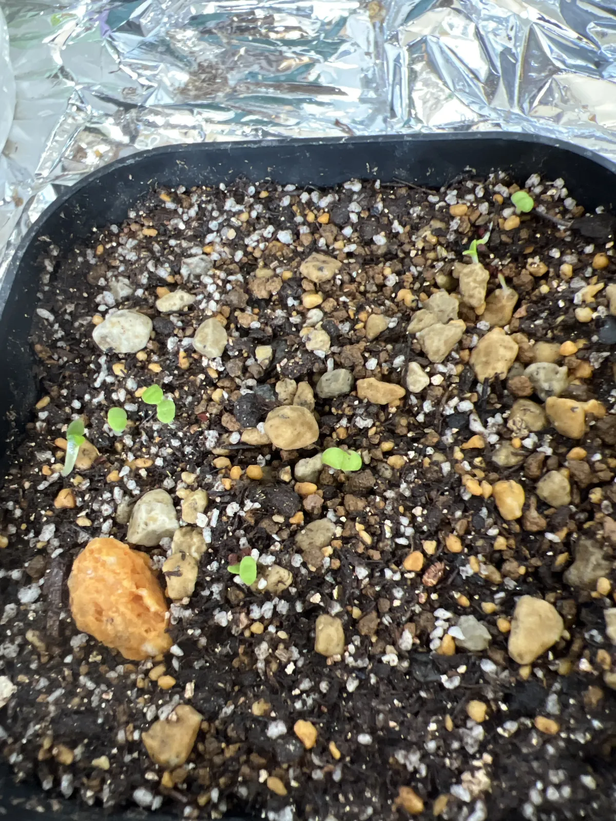 Pleiospilos simulans (プレイオスピロス シミュランス)