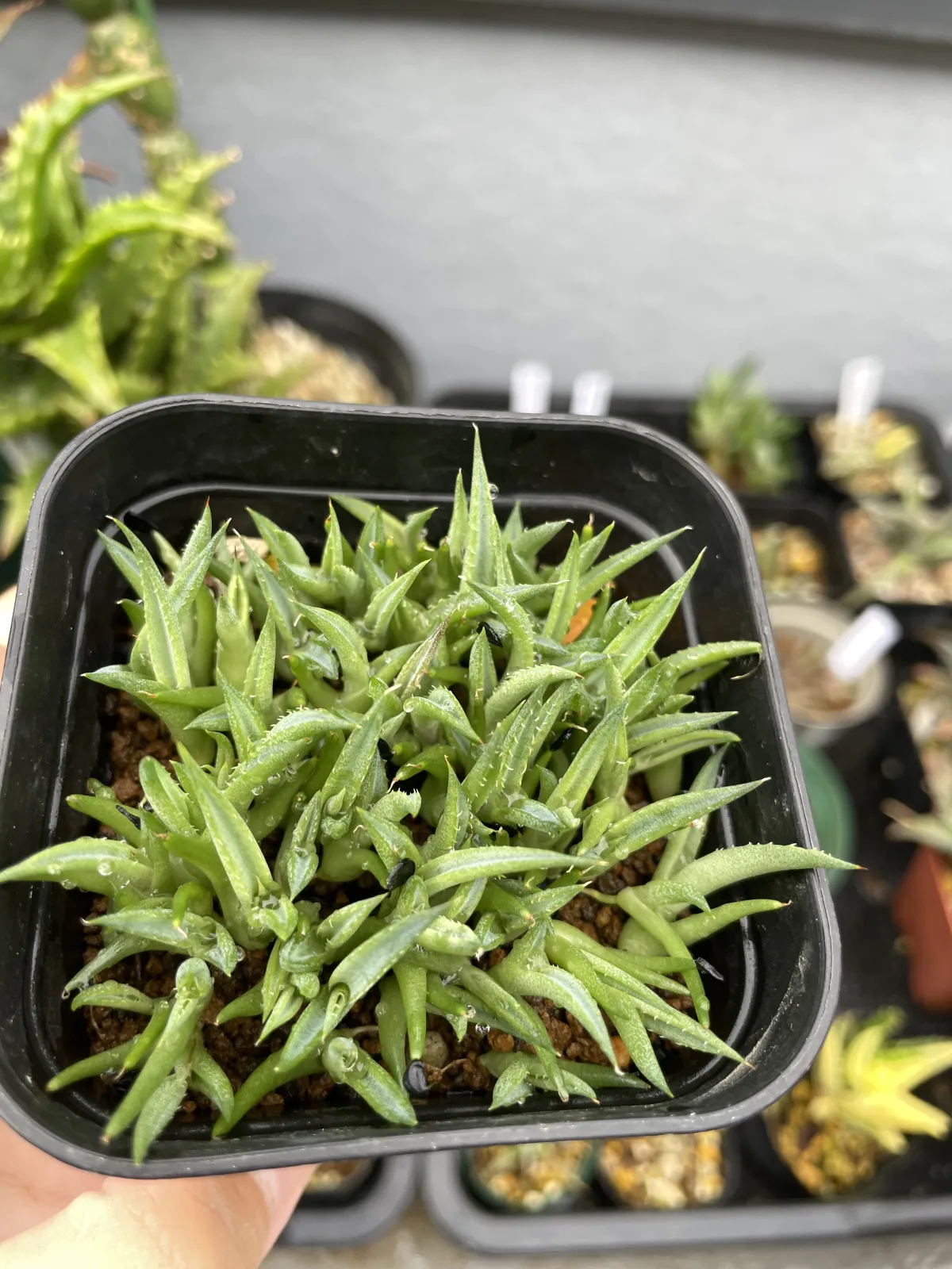 Agave titanota Blue Lot. (アガベ チタノタブルー)