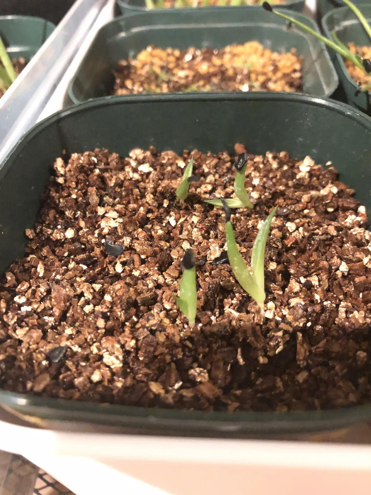 Agave titanota Blue Lot. (アガベ チタノタブルー)