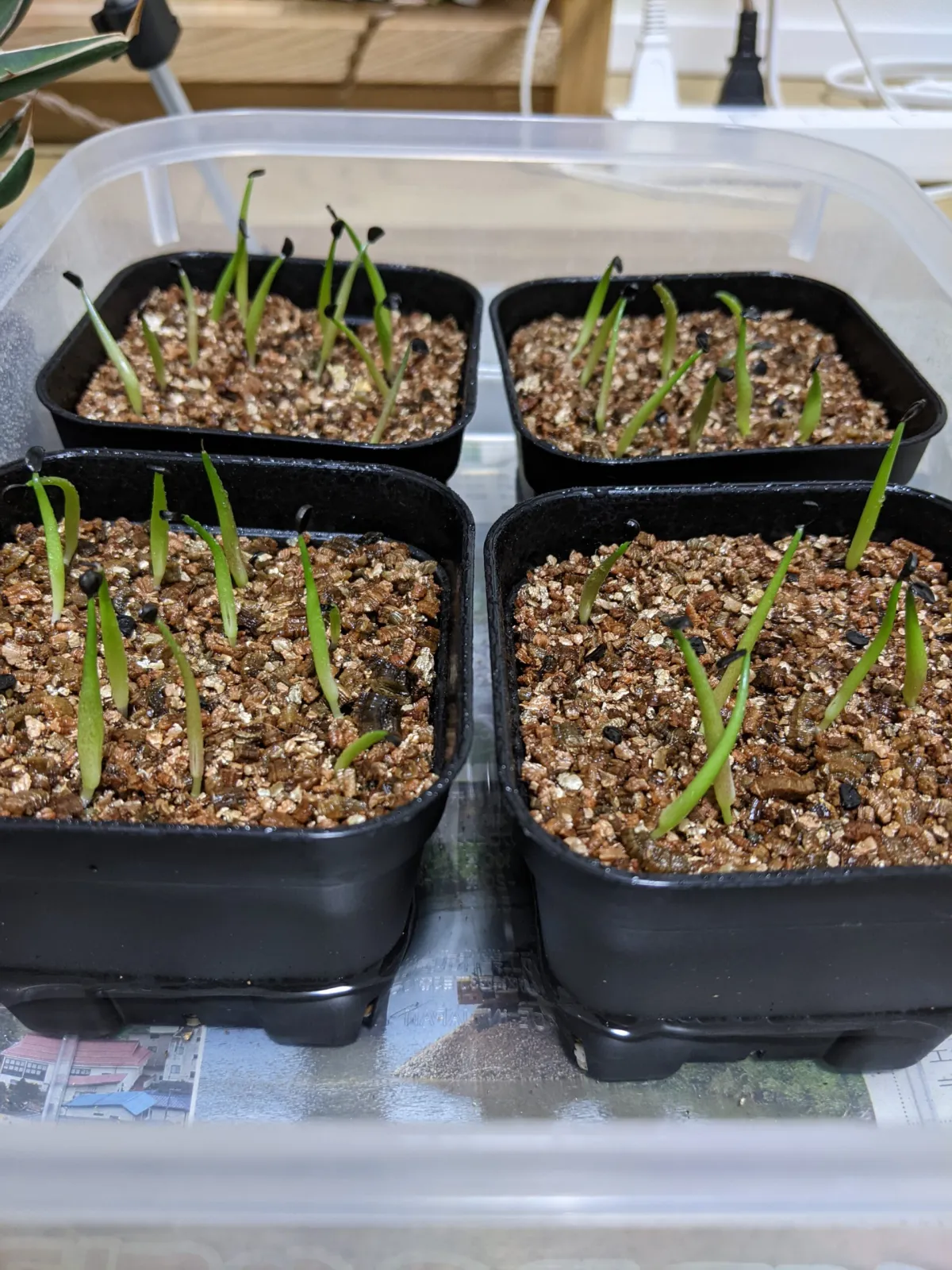 Agave oteroi Lot. (アガベ オテロイ)