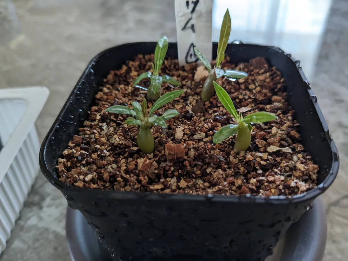 Pachypodium rosulatum ssp. rosulatum (パキポディウム ロスラーツム)
