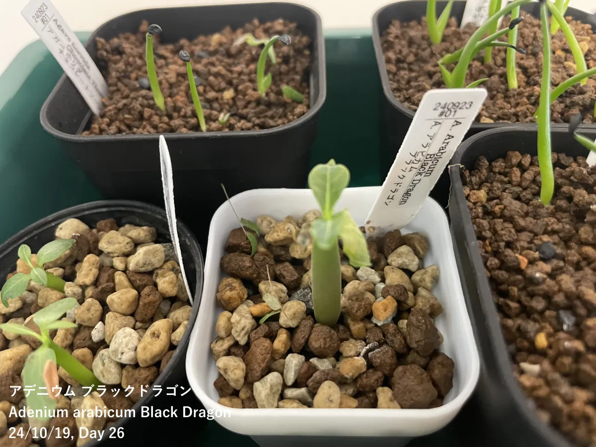 Adenium arabicum Black Dragon (アデニウム ブラックドラゴン)