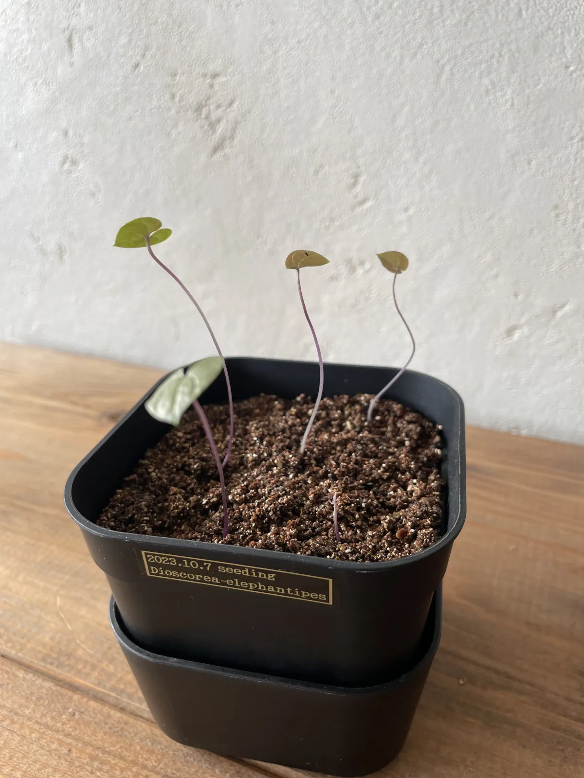 Dioscorea elephantipes Lot. (ディオスコレア エレファンティペス)