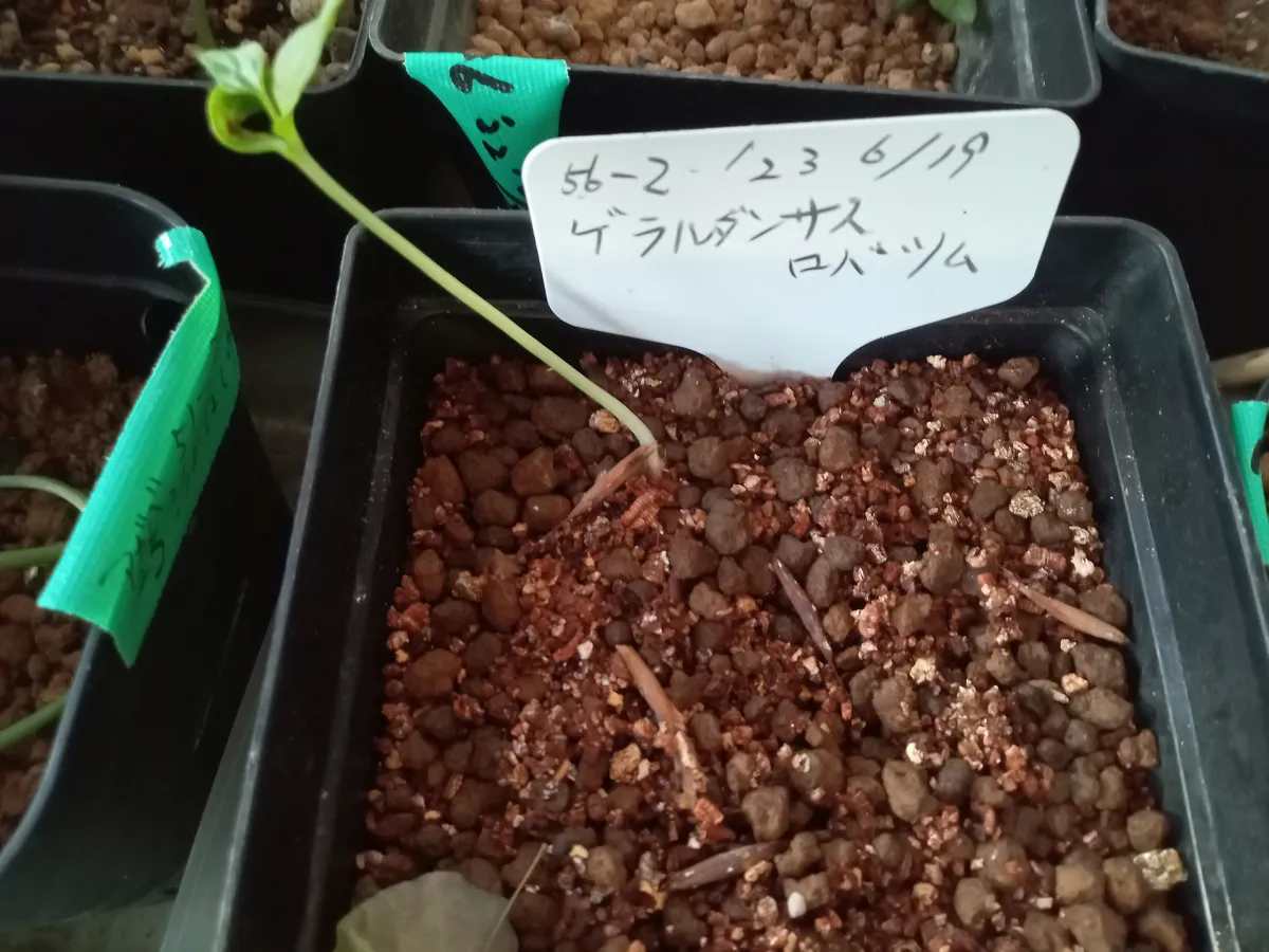 Gerrardanthus lobatus (ゲラルダンサス ロバタス)