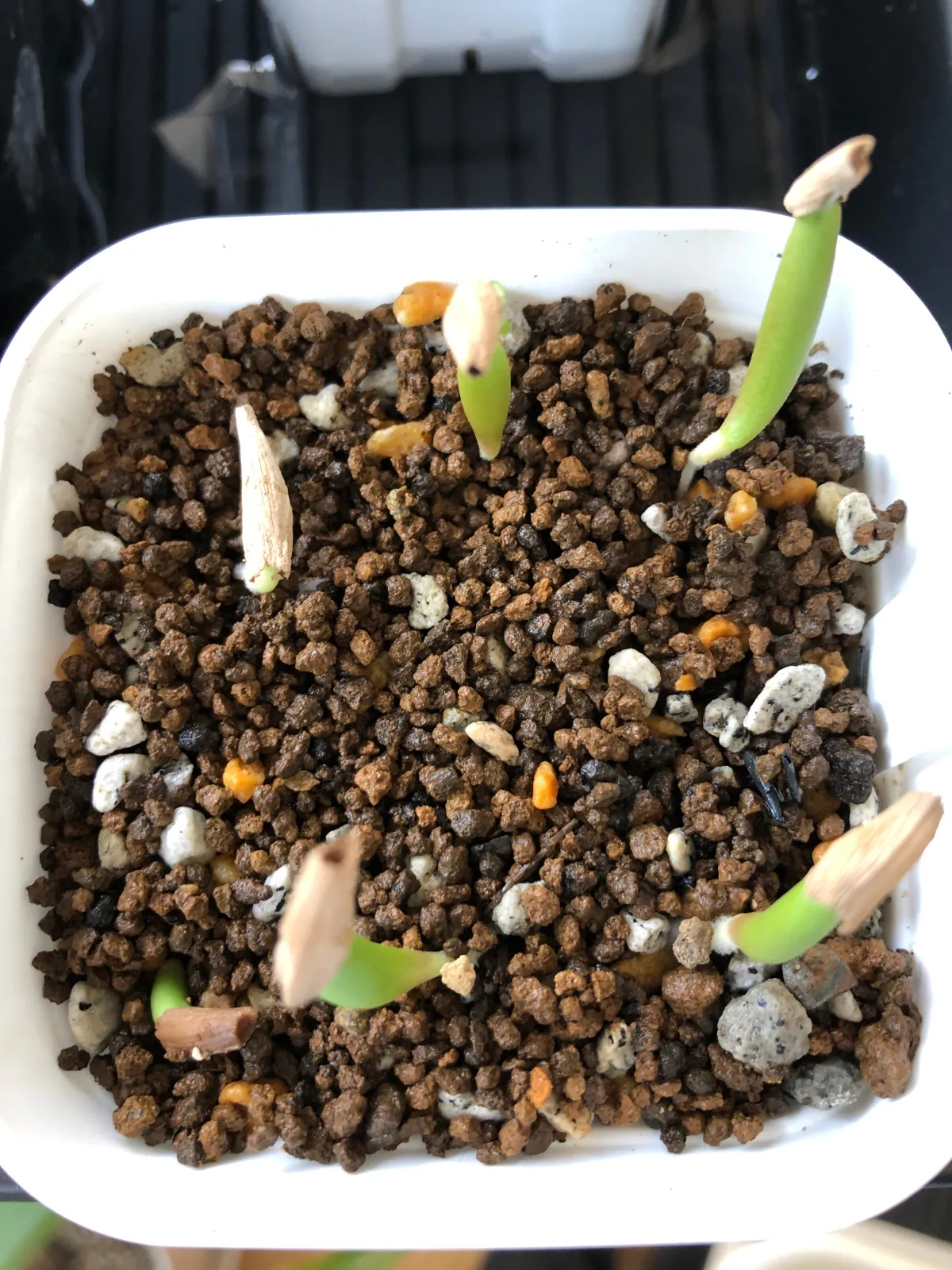 Adenium somalens (アデニウム ソマレンセ)