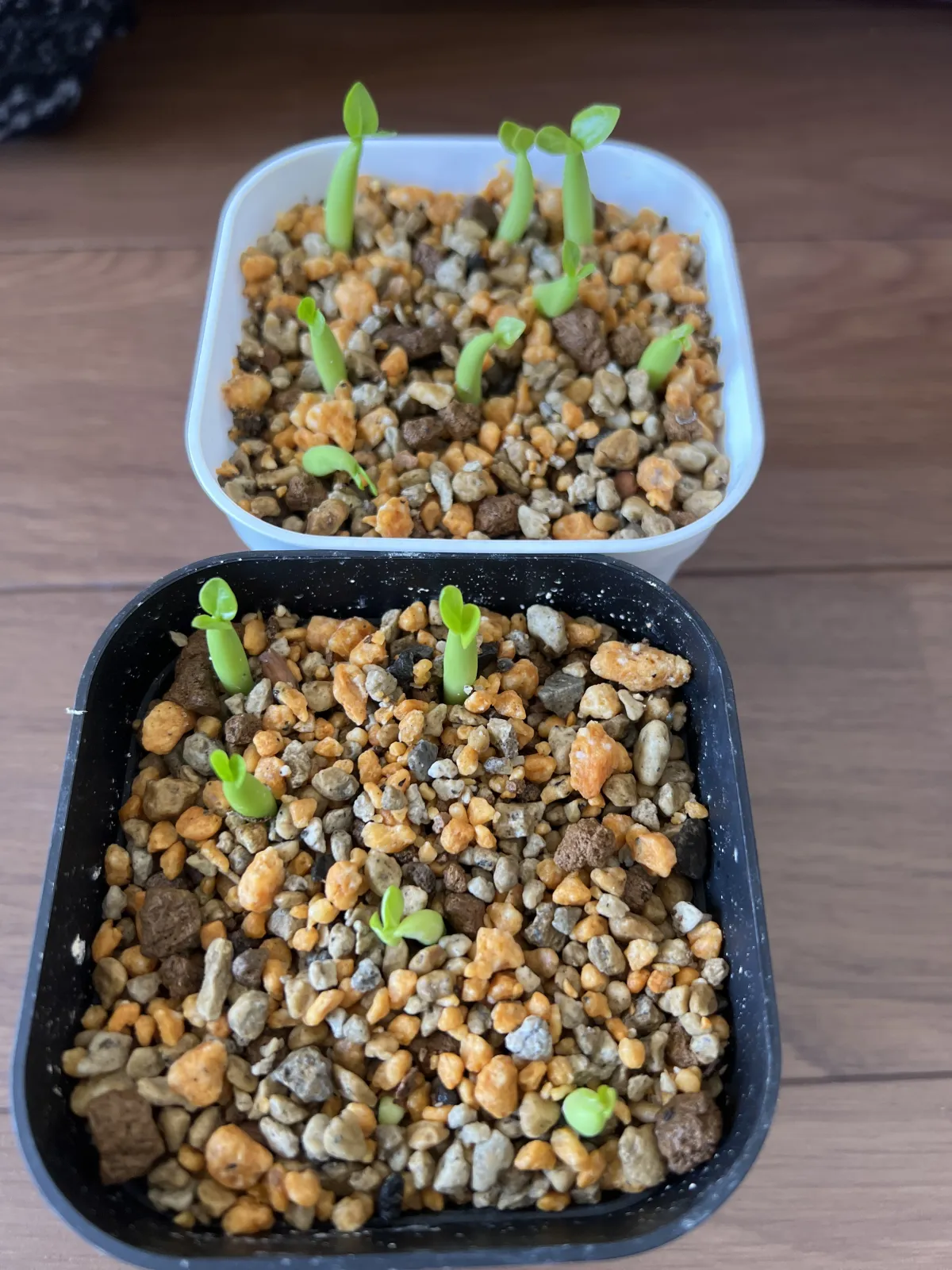 Adenium arabicum Yemen (アデニウム アラビカム イエメン)