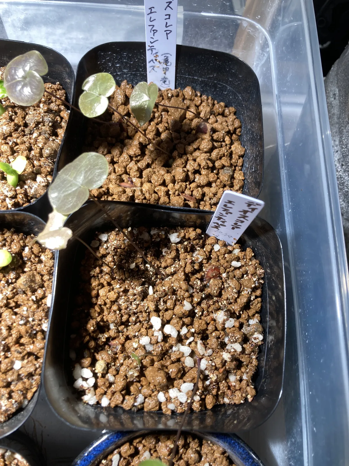 Dioscorea elephantipes (ディオスコレア エレファンティペス)