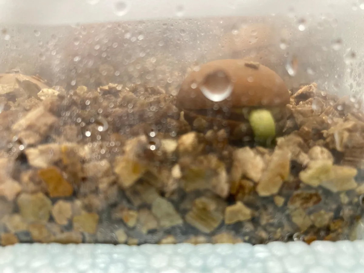 Cycas sp. (サイカス タイシルバー)