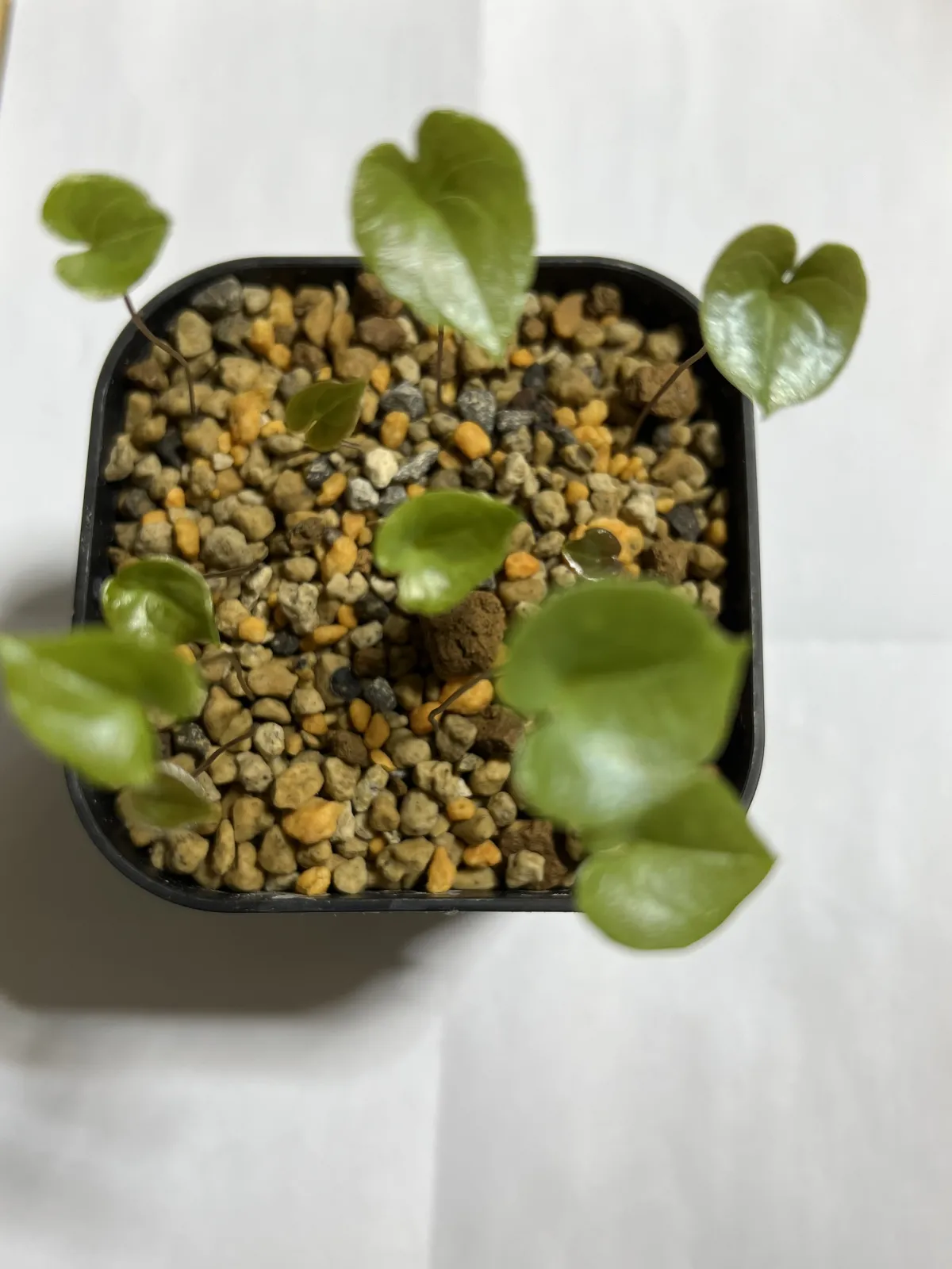 Dioscorea elephantipes (ディオスコレア エレファンティペス)