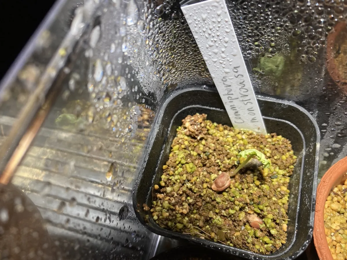 Commiphora monstruosa (コミフォラ モンストローサ)
