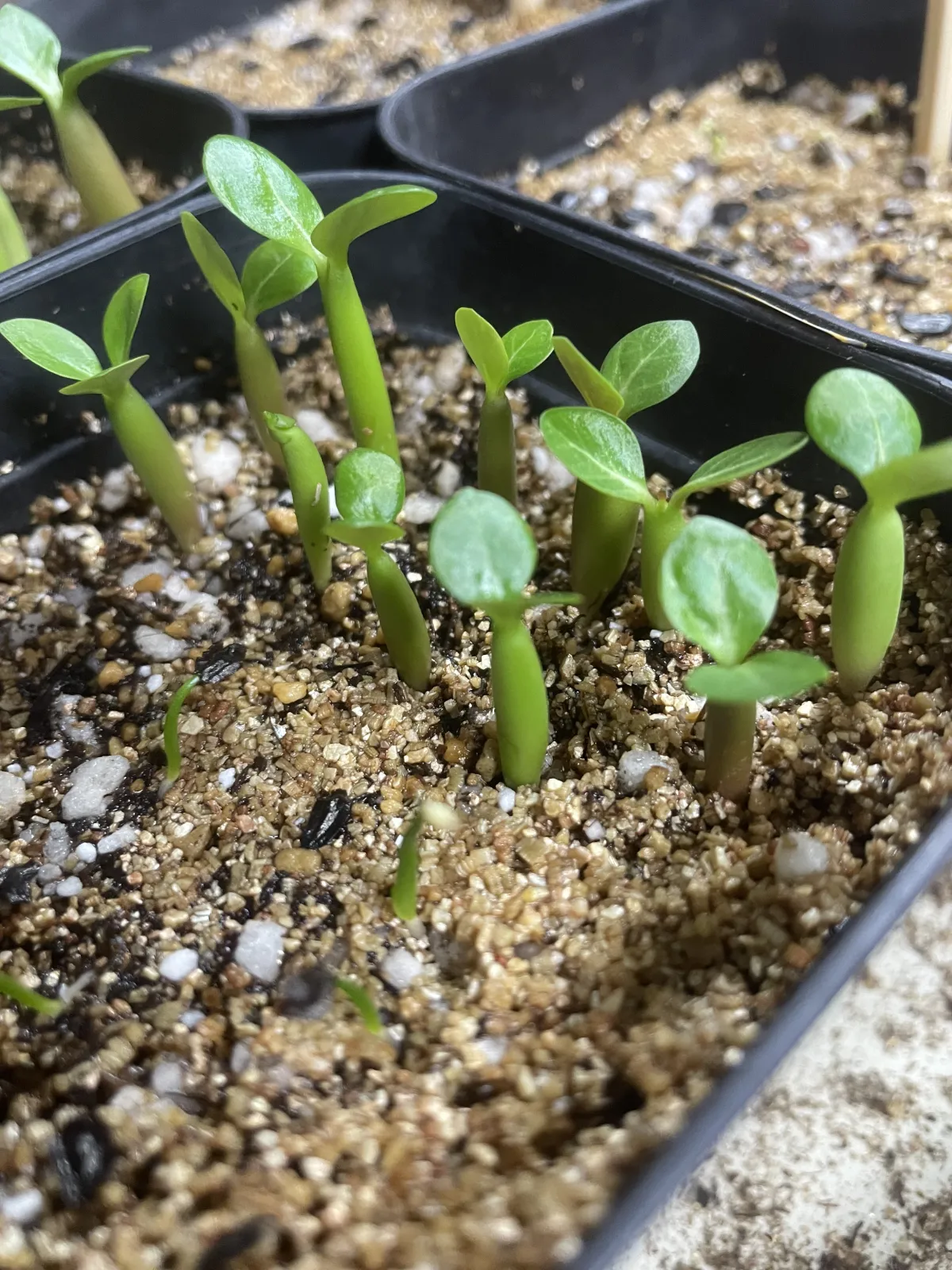 Adenium obesum (アデニウム オベスム)