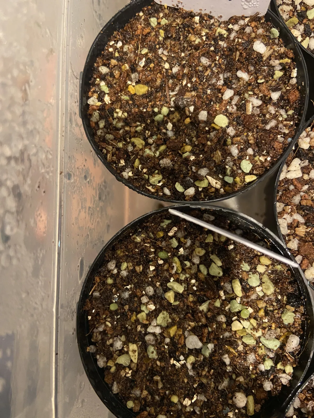 Gymnocalycium vatteri (ギムノカリキウム バッテリー)