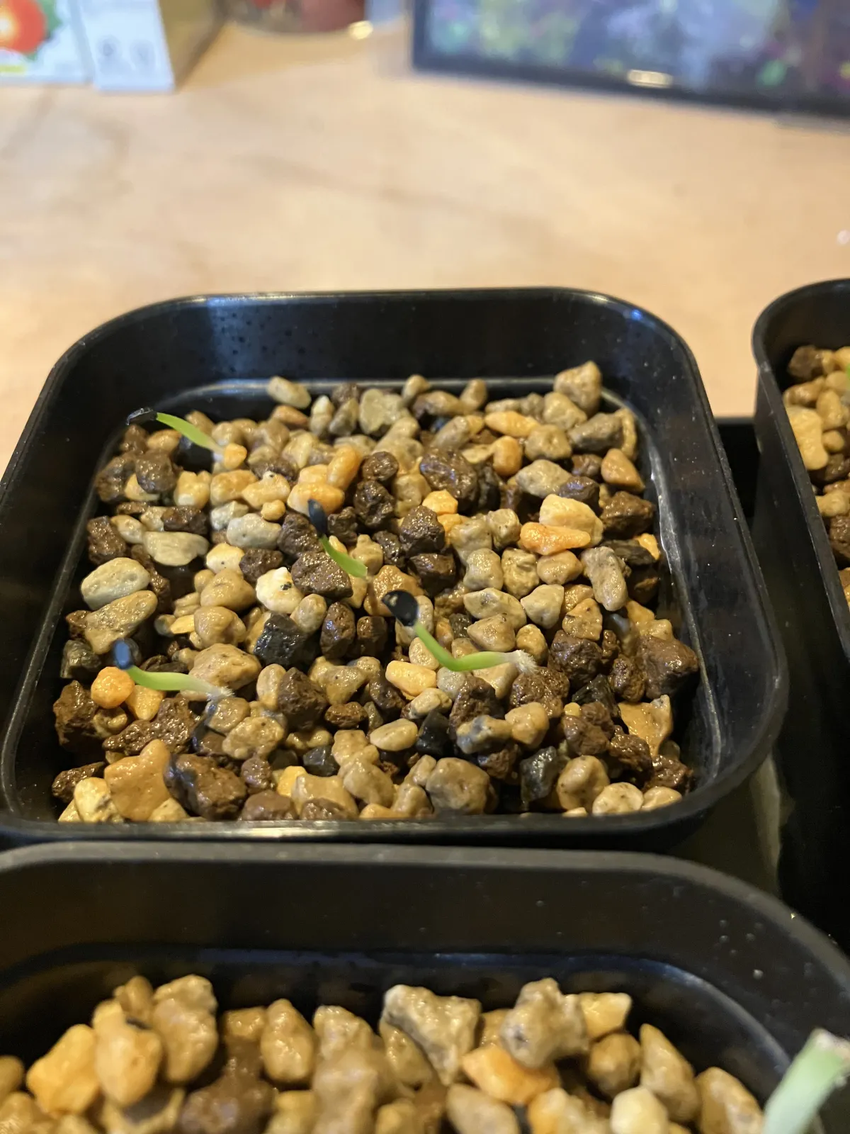 Agave titanota Blue Lot. (アガベ チタノタブルー)