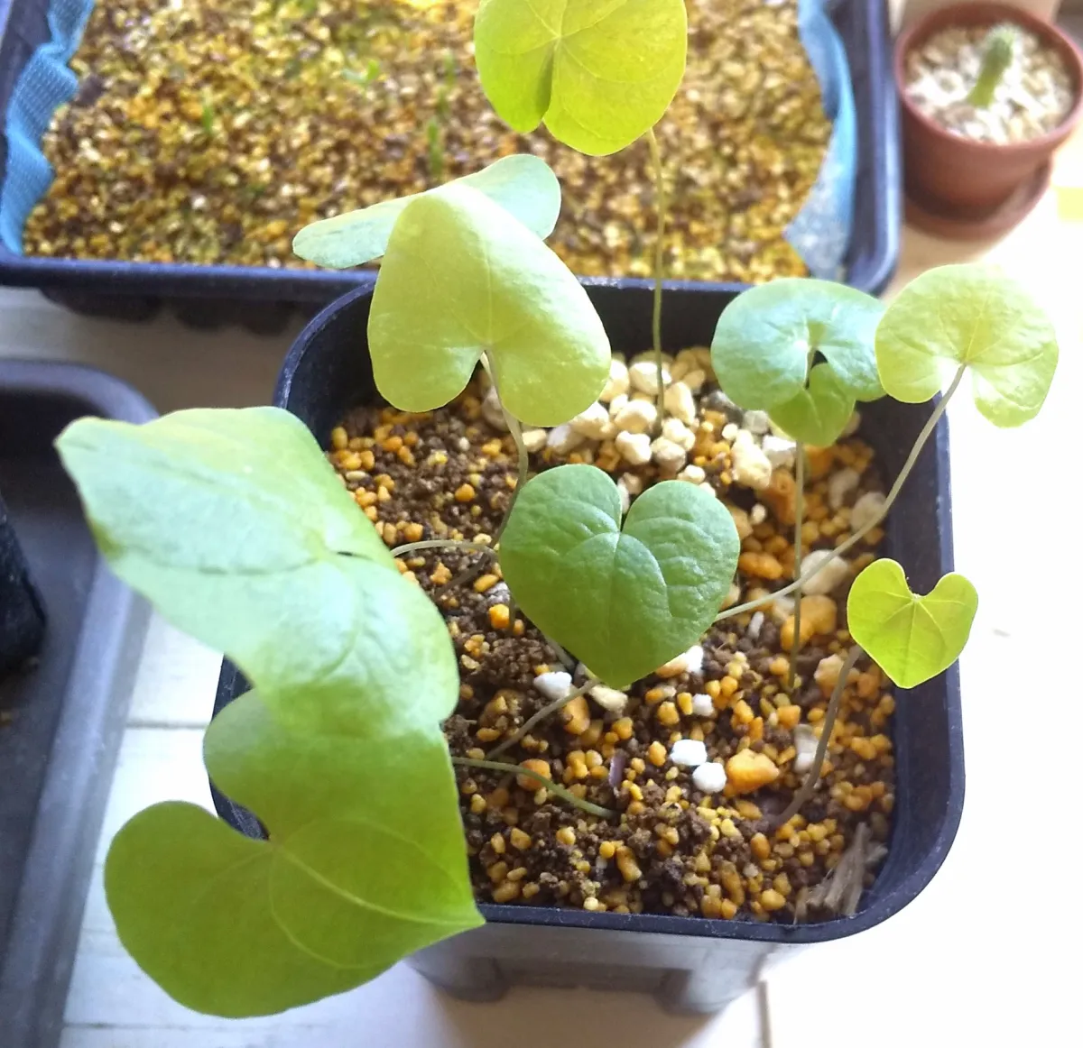 Dioscorea elephantipes Lot. (ディオスコレア エレファンティペス)