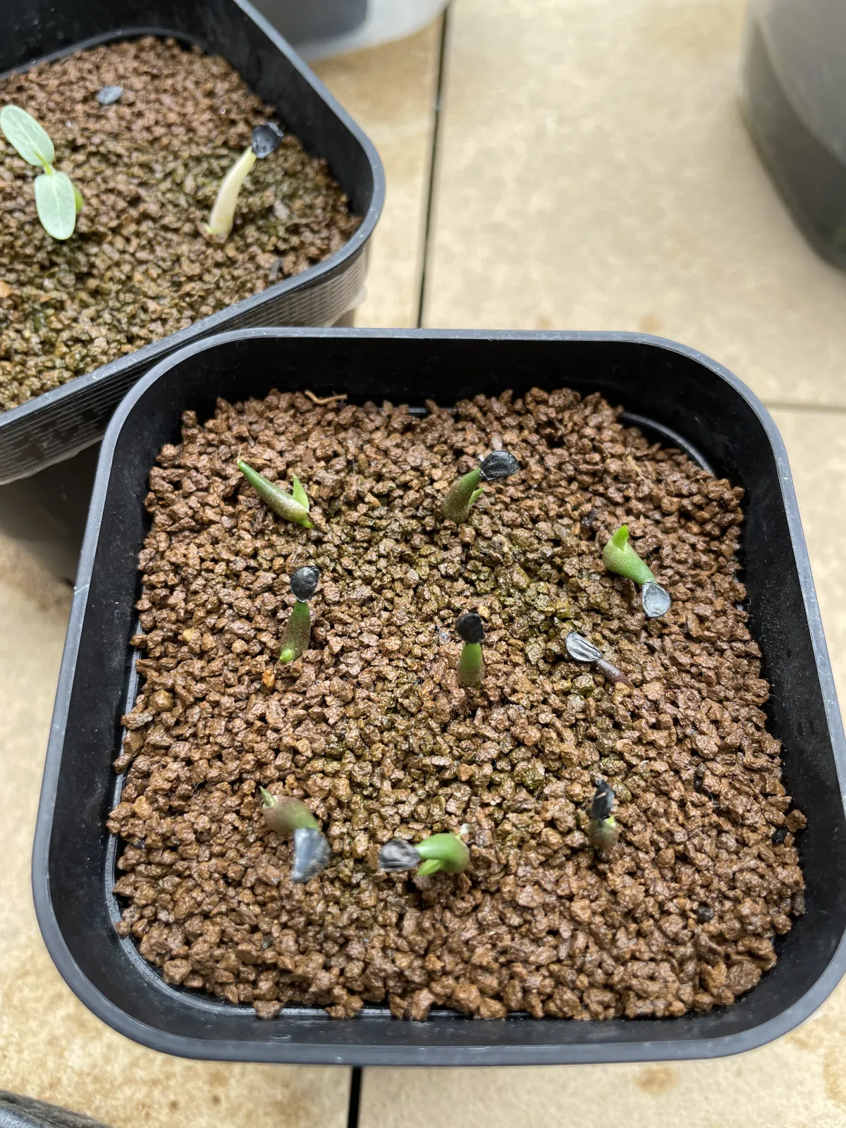 Agave kerchovei (アガベ ワフアパンレッド)