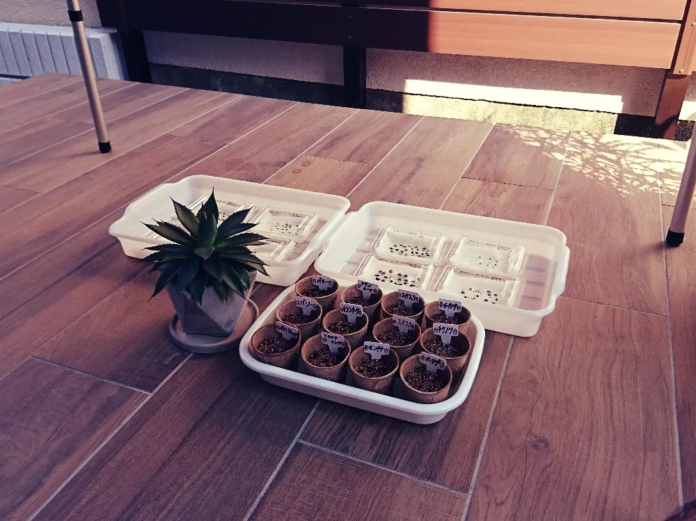 Agave titanota Blue Lot. (アガベ チタノタブルー)