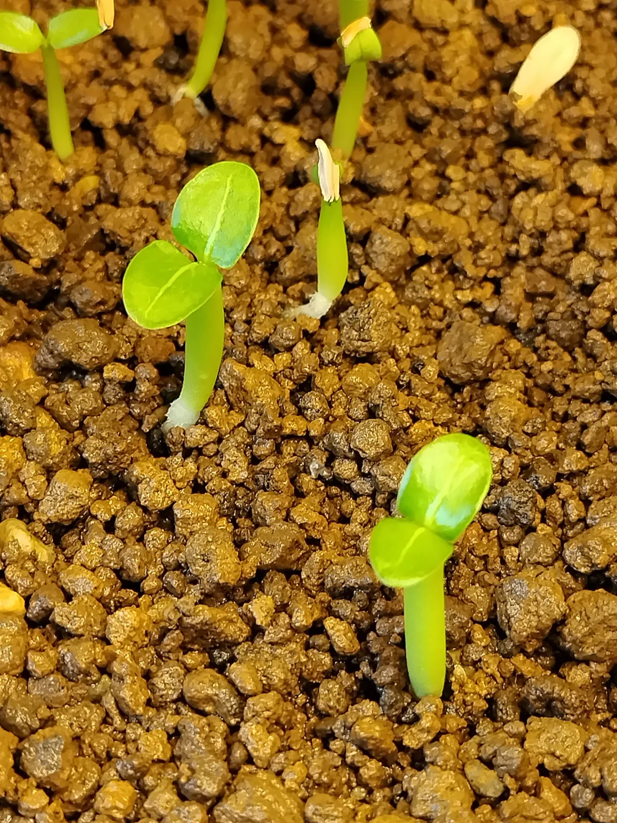 Pachypodium lamerei (パキポディウム ラメレイ)