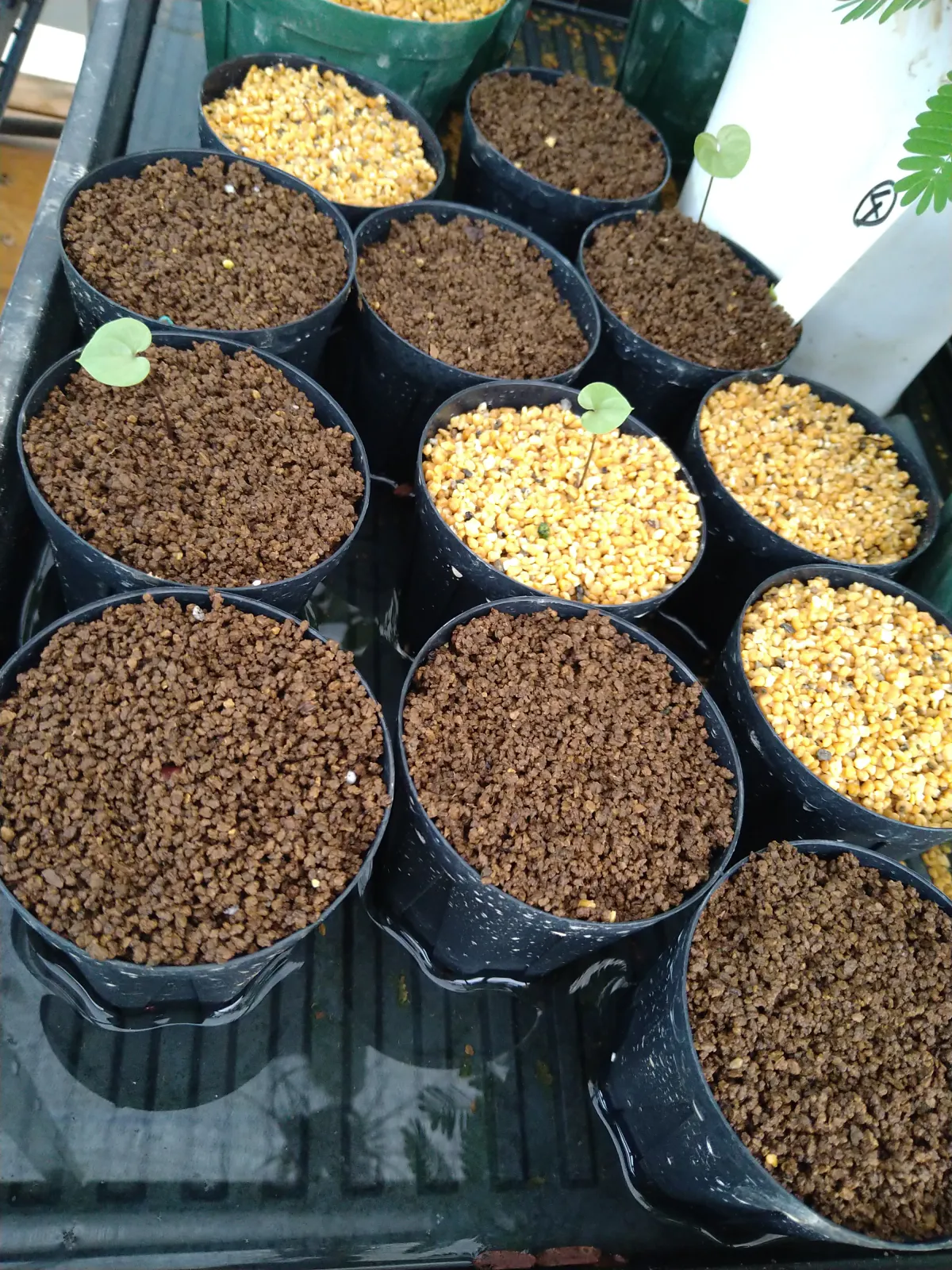Dioscorea elephantipes Lot. (ディオスコレア エレファンティペス)